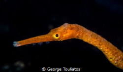 Angry looking pipefish by George Touliatos 